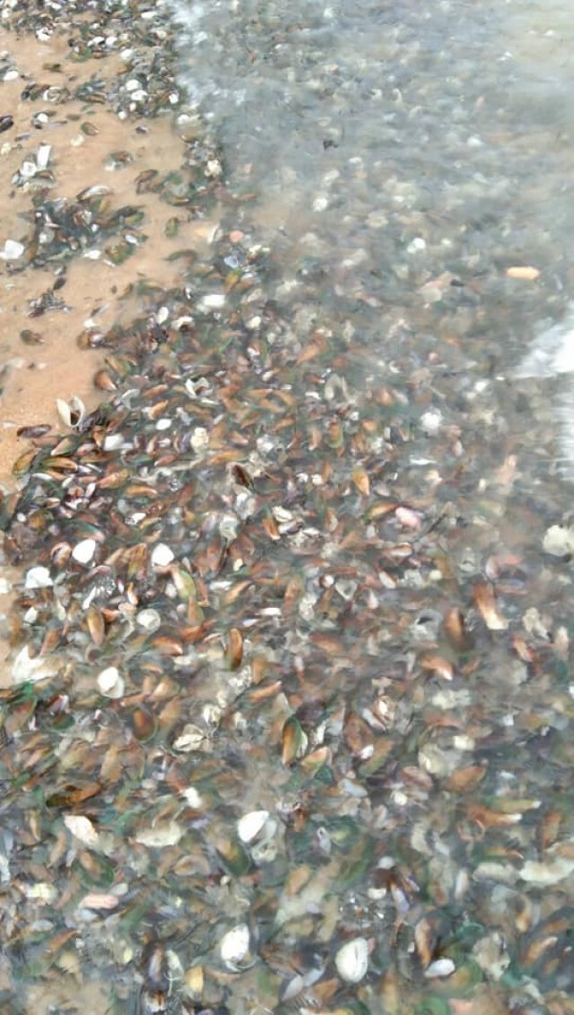หอยแมลงภู่เกลื่อนหาดจอมเทียน ชาวบ้านเร่งเก็บกันอย่างคึกคัก