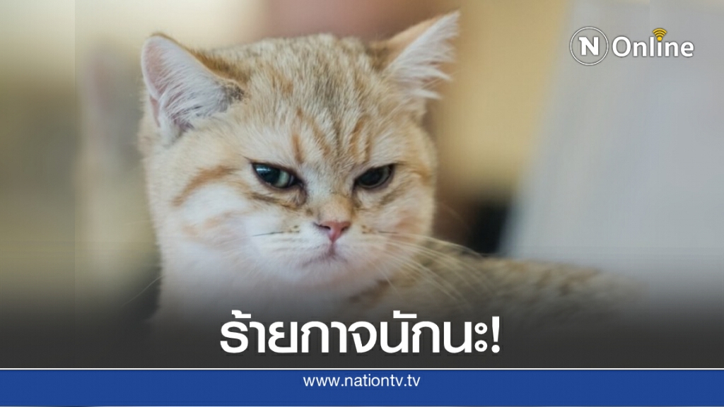 ศรีลังกาเร่งล่าตัว ‘แมวขนยา’ แหกคุก