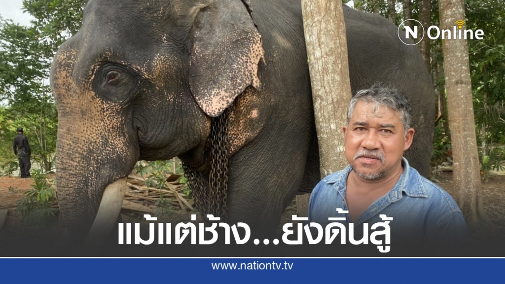 วิกฤติช้างไร้งาน ขาดรายได้หันมารับอาชีพเสริม