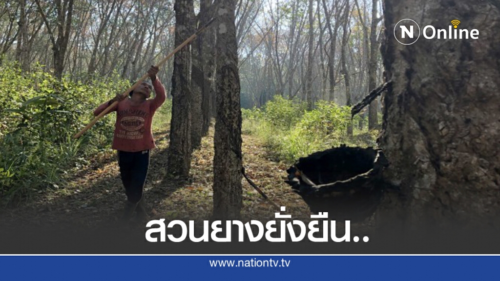 กยท. ประกาศหนุน พัฒนา "สวนยางยั่งยืน" กยท. ประกาศหนุน พัฒนา "สวนยางยั่งยืน"