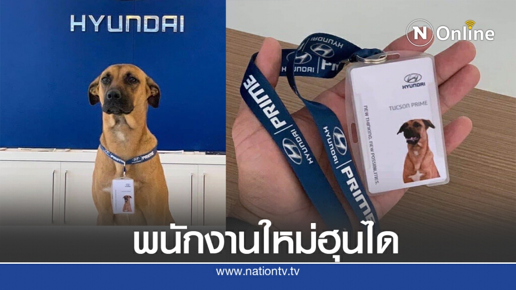 "ทูซอน" จาก "สุนัขถูกทิ้ง" เพราะโควิด สู่ "พนักงานใหม่ของฮุนได"