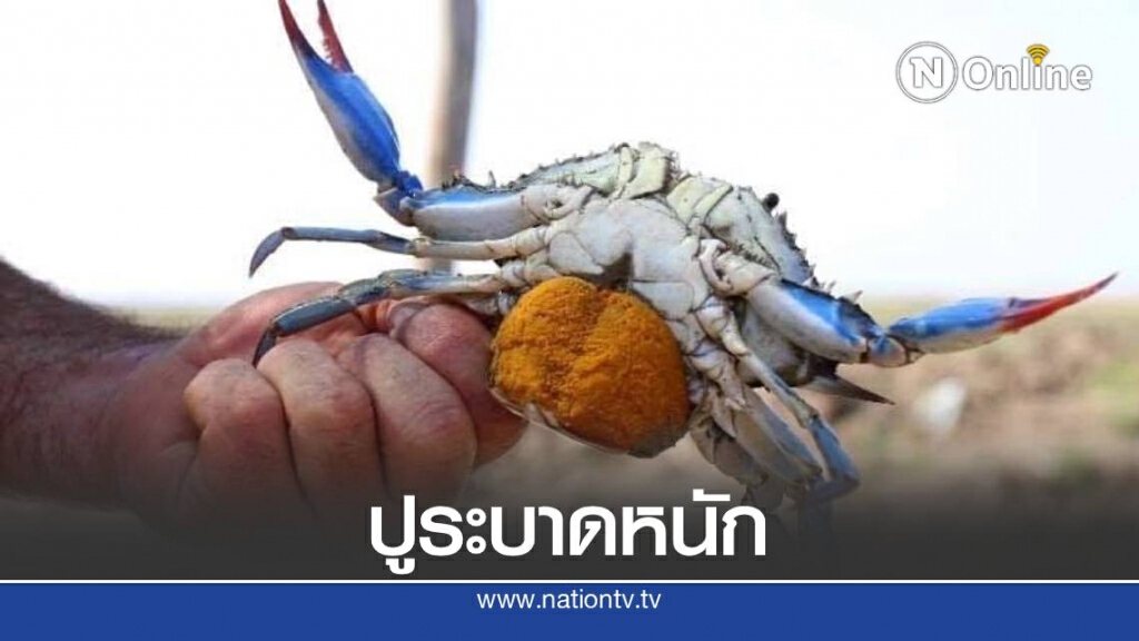 ปูสีน้ำเงินระบาดหนักที่แอลเบเนีย ชาวประมงต้องจับตากแดดทิ้ง ปูสีน้ำเงินระบาดหนักที่แอลเบเนีย ชาวประมงต้องจับตากแดดทิ้ง
