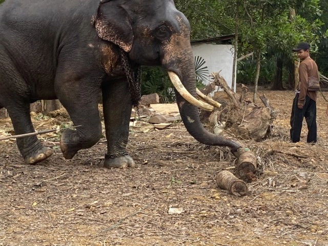 วิกฤติช้างไร้งาน ขาดรายได้หันมารับอาชีพเสริม
