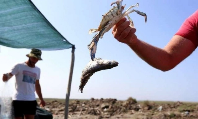 ปูสีน้ำเงินระบาดหนักที่แอลเบเนีย ชาวประมงต้องจับตากแดดทิ้ง