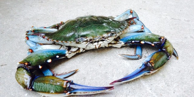 ปูสีน้ำเงินระบาดหนักที่แอลเบเนีย ชาวประมงต้องจับตากแดดทิ้ง