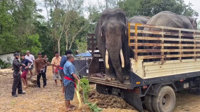 วิกฤติช้างไร้งาน ขาดรายได้หันมารับอาชีพเสริม