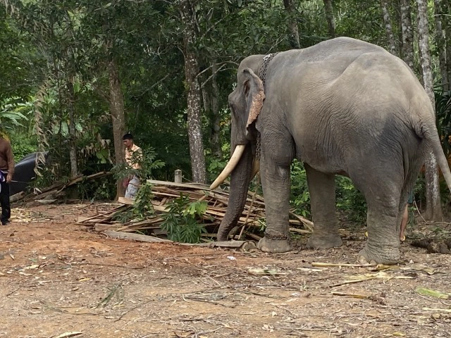 วิกฤติช้างไร้งาน ขาดรายได้หันมารับอาชีพเสริม