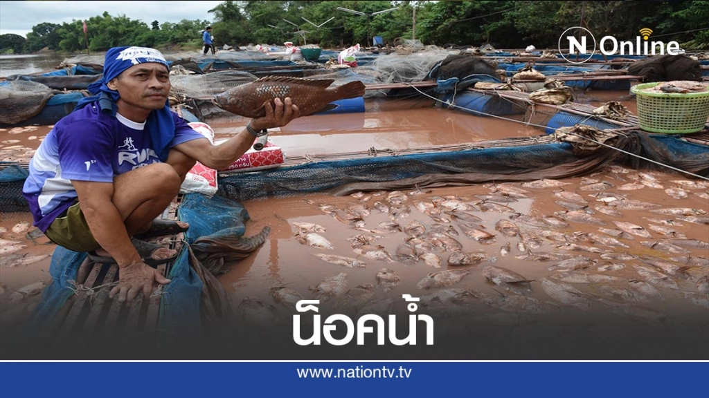 ปลากระชังน็อคน้ำ-ตายเกลื่อน