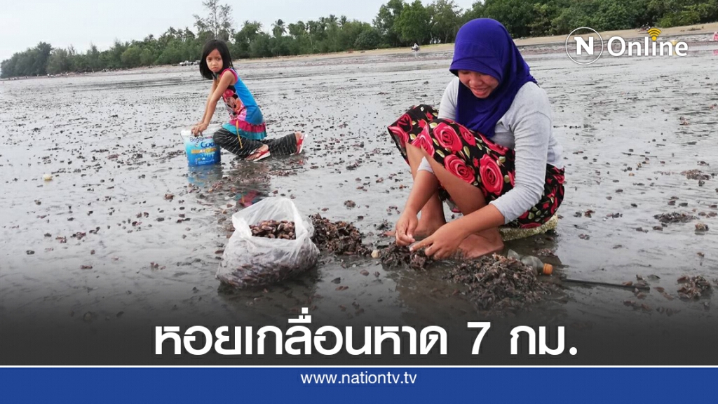 แห่เก็บหอยพงมหาศาล คลื่นซัดติดหาดกว่า 7 กม.