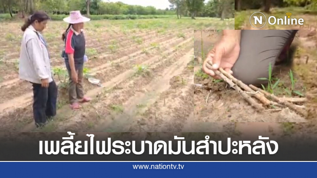 มันสำปะหลังโดนเพลี้ยไฟระบาดหนัก มันสำปะหลังโดนเพลี้ยไฟระบาดหนัก
