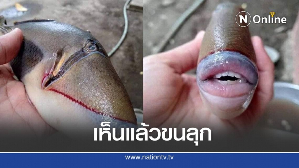 ชาวบ้าน จับปลาประหลาดปากเหมือนคน ชาวบ้าน จับปลาประหลาดปากเหมือนคน