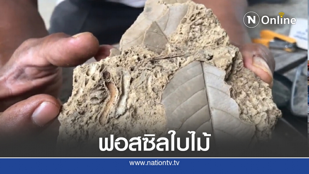 พบฟอสซิลใบไม้อายุ 240-280 ล้านปียุคเพอร์เมียน พบฟอสซิลใบไม้อายุ 240-280 ล้านปียุคเพอร์เมียน
