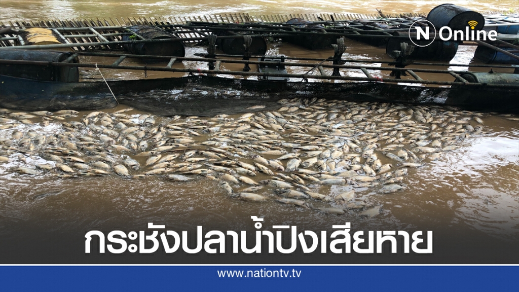 กระชังปลาน้ำปิงเสียหาย กระชังปลาน้ำปิงเสียหาย