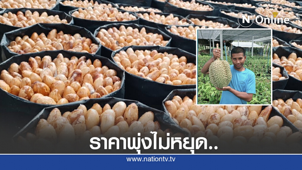 เมล็ดทุเรียนราคาพุ่ง 150  บาทต่อกิโลกรัม