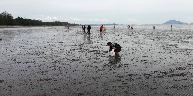 แห่เก็บหอยพงมหาศาล คลื่นซัดติดหาดกว่า 7 กม.
