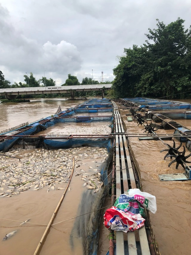 กระชังปลาน้ำปิงเสียหาย