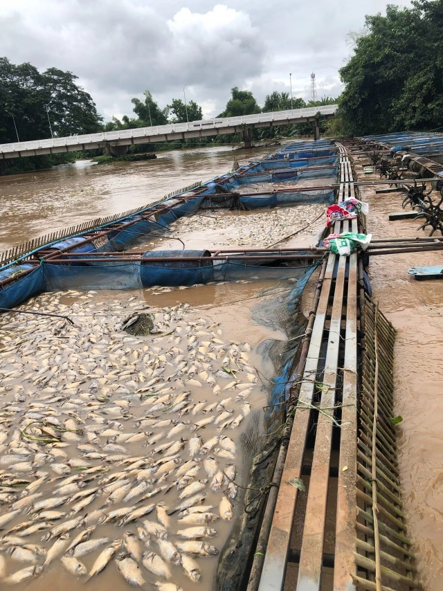 กระชังปลาน้ำปิงเสียหาย