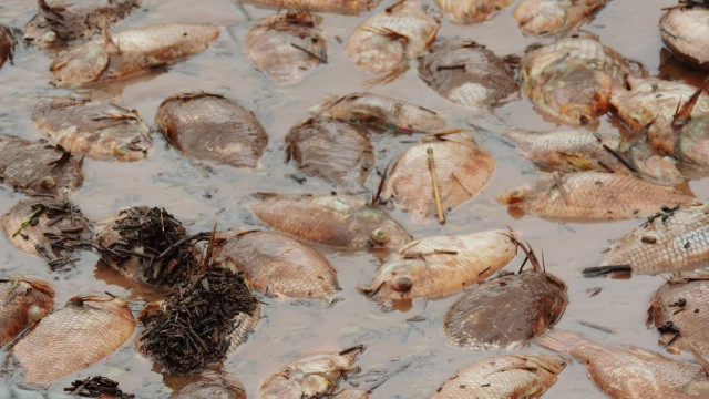 ปลากระชังน็อคน้ำ-ตายเกลื่อน