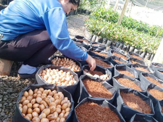 เมล็ดทุเรียนราคาพุ่ง 150  บาทต่อกิโลกรัม