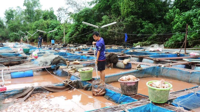 ปลากระชังน็อคน้ำ-ตายเกลื่อน