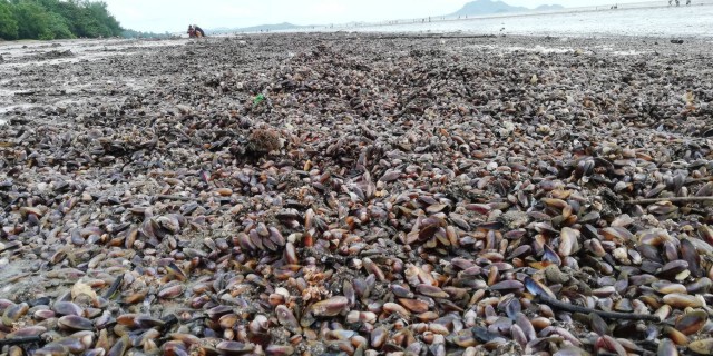 แห่เก็บหอยพงมหาศาล คลื่นซัดติดหาดกว่า 7 กม.