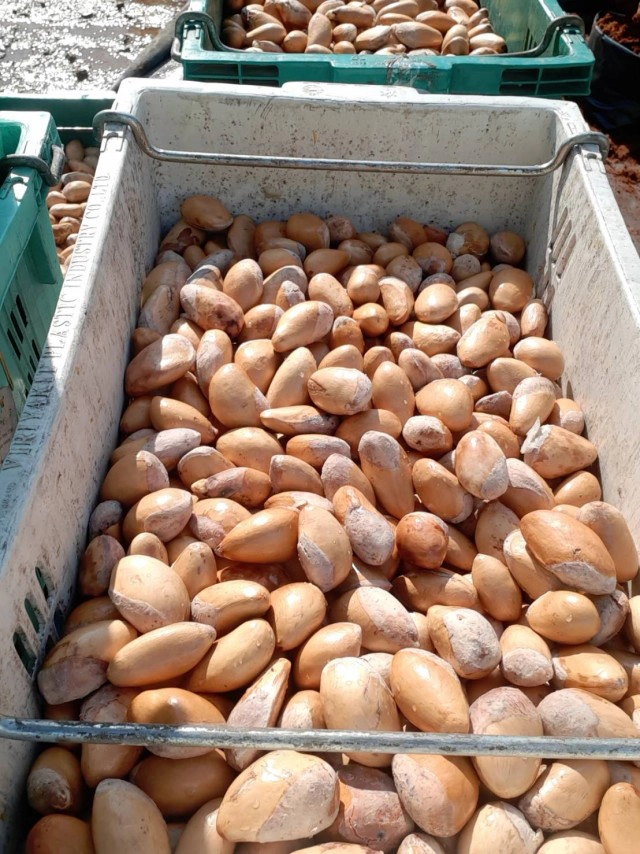 เมล็ดทุเรียนราคาพุ่ง 150  บาทต่อกิโลกรัม