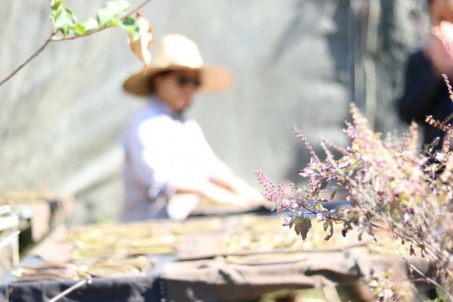 ไทยพร้อมก้าวขึ้นเป็น "ศูนย์กลางของพืชสมุนไพรโลก