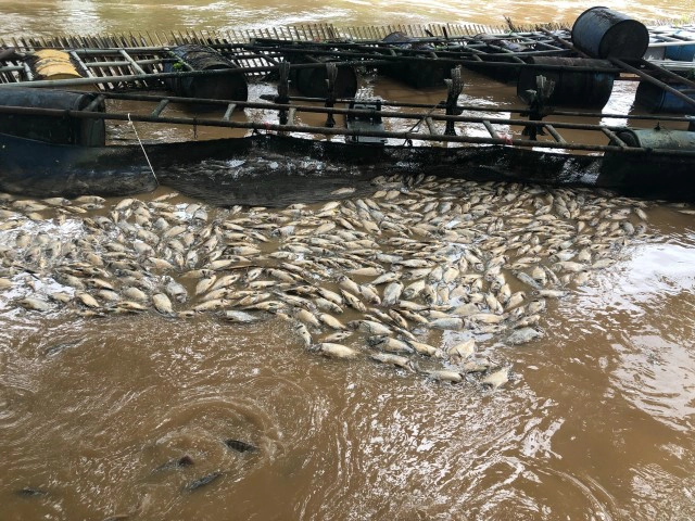 กระชังปลาน้ำปิงเสียหาย