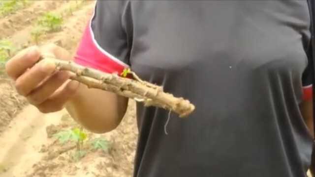 มันสำปะหลังโดนเพลี้ยไฟระบาดหนัก