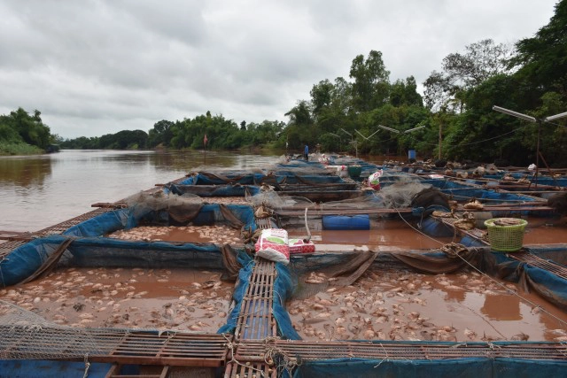 ปลากระชังน็อคน้ำ-ตายเกลื่อน