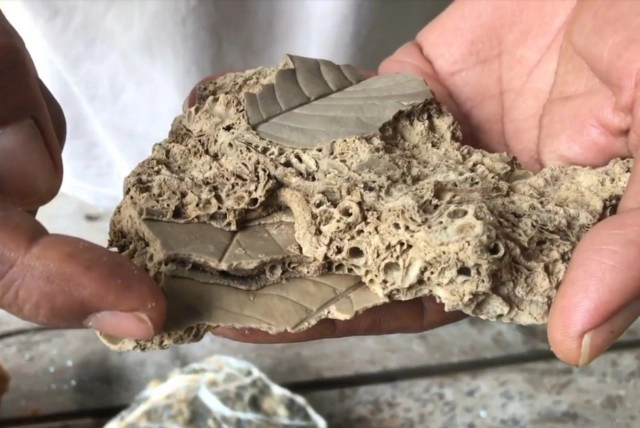 พบฟอสซิลใบไม้อายุ 240-280 ล้านปียุคเพอร์เมียน