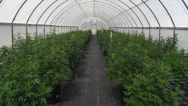 ไทยพร้อมก้าวขึ้นเป็น "ศูนย์กลางของพืชสมุนไพรโลก