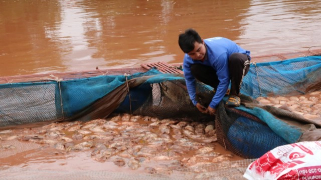 ปลากระชังน็อคน้ำ-ตายเกลื่อน