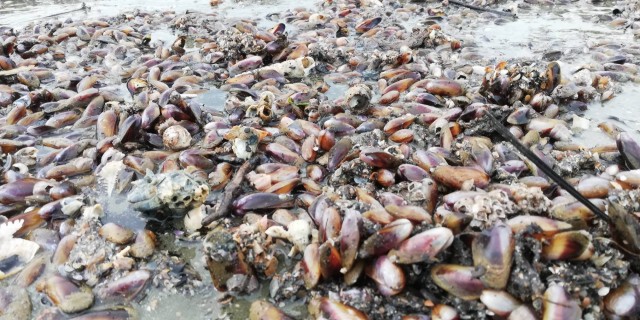 แห่เก็บหอยพงมหาศาล คลื่นซัดติดหาดกว่า 7 กม.
