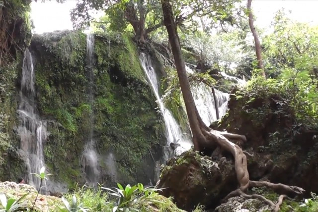 พบฟอสซิลใบไม้อายุ 240-280 ล้านปียุคเพอร์เมียน