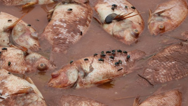 ปลากระชังน็อคน้ำ-ตายเกลื่อน