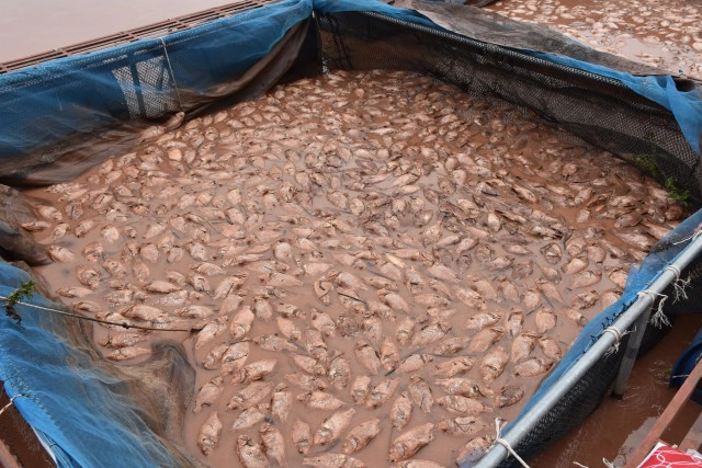 ปลากระชังน็อคน้ำ-ตายเกลื่อน