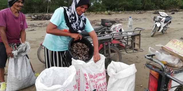 แห่เก็บหอยพงมหาศาล คลื่นซัดติดหาดกว่า 7 กม.