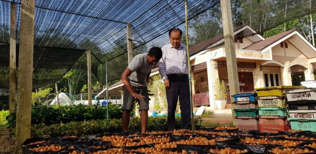 เมล็ดทุเรียนราคาพุ่ง 150  บาทต่อกิโลกรัม