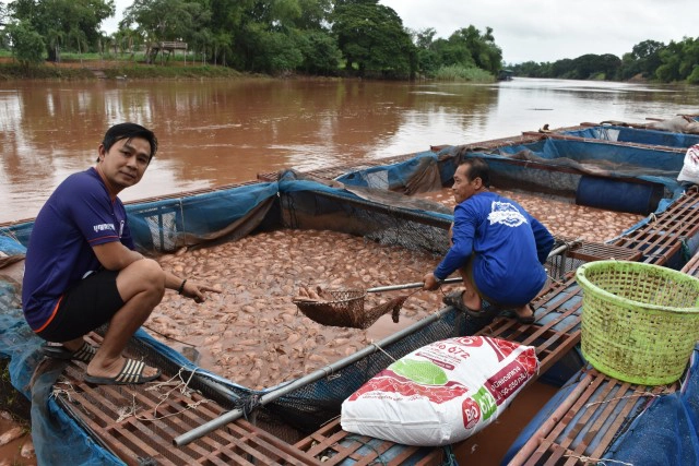 ปลากระชังน็อคน้ำ-ตายเกลื่อน