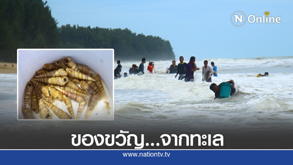 ของขวัญจากทะเลหน้ามรสุม "หอยหลักไก่" ของขวัญจากทะเลหน้ามรสุม "หอยหลักไก่"