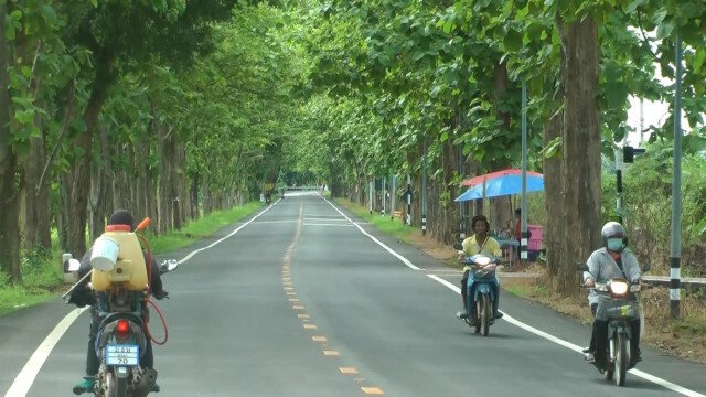 ประทับใจ "อุโมงค์ต้นสัก" ยาวกว่า5กม.