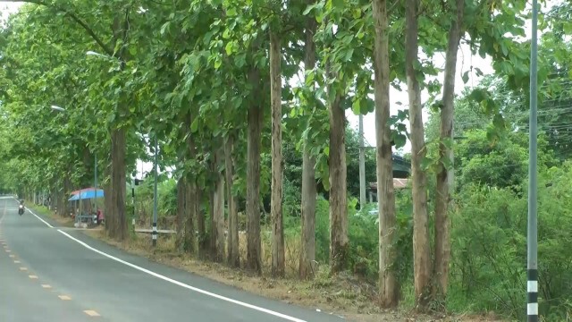 ประทับใจ "อุโมงค์ต้นสัก" ยาวกว่า5กม.