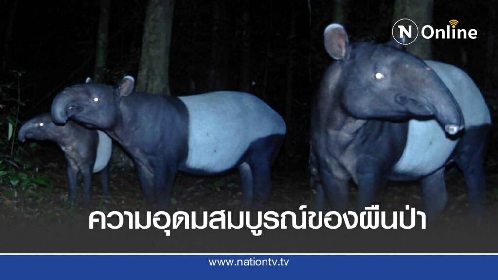 เปิดภาพ สมเสร็จ 2 แม่ลูกในอุทยานแห่งชาติไทรโยค