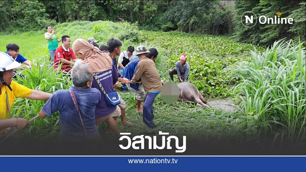 วิสามัญ! ควายคลั่งไล่ขวิดชาวบ้าน