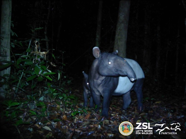 เปิดภาพ สมเสร็จ 2 แม่ลูกในอุทยานแห่งชาติไทรโยค