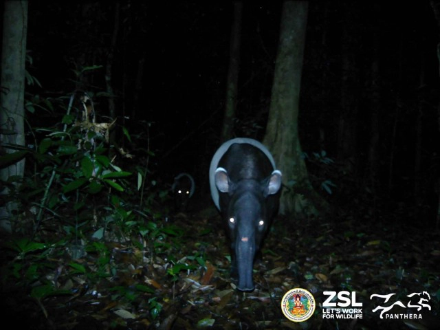 เปิดภาพ สมเสร็จ 2 แม่ลูกในอุทยานแห่งชาติไทรโยค