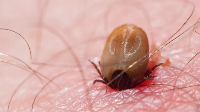 ไวรัสสายพันธุ์ใหม่ระบาดในจีน มีเห็บเป็นพาหะ พบดับแล้ว7ราย