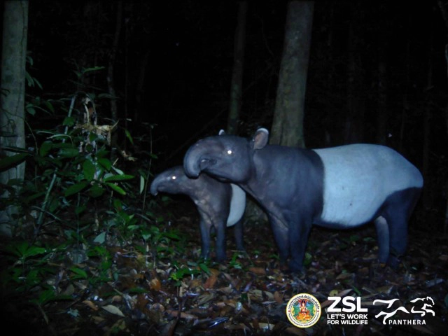 เปิดภาพ สมเสร็จ 2 แม่ลูกในอุทยานแห่งชาติไทรโยค