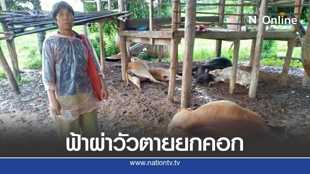 เกิดเหตุฝนตกหนักฟ้าผ่าวัวตาย 7 ตัว